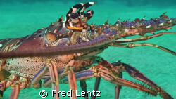 Who needs Directions just March by Fred Lentz 